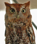Eastern Screech-Owl red morph